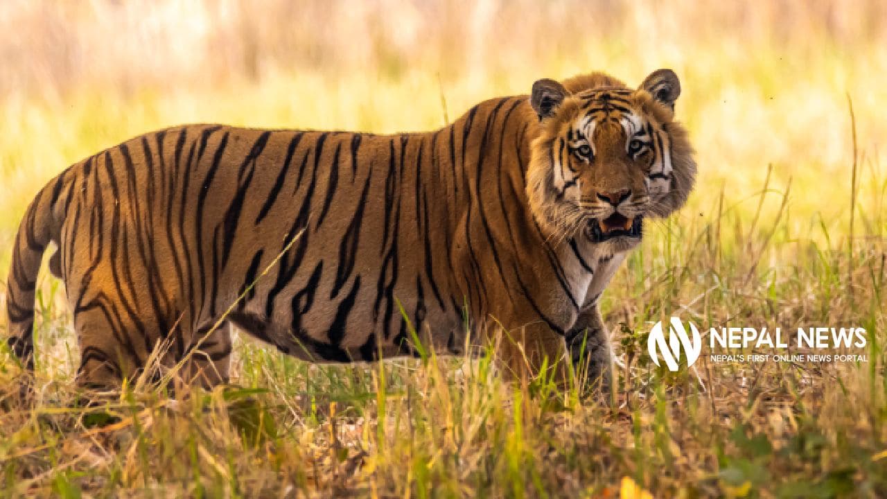 Tiger attack claims life in buffer zone of Chitwan National Park - Image 1