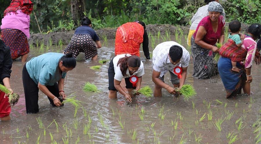 हुम्लामा कोदो खेतीप्रति किसानको आकर्षण बढ्यो, उत्पादनमा वृद्धि - Image 2