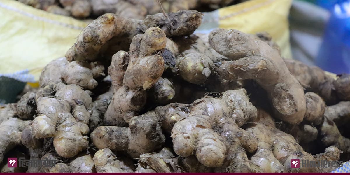 अदुवा बेचेर एकैवर्षमा हात पर्‍यो ३ लाख १५ हजार - Image 1