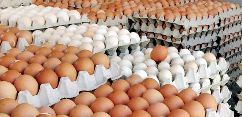 माग बढेसँगै अण्डाको समर्थन मूल्य पनि बढ्यो - Image 1