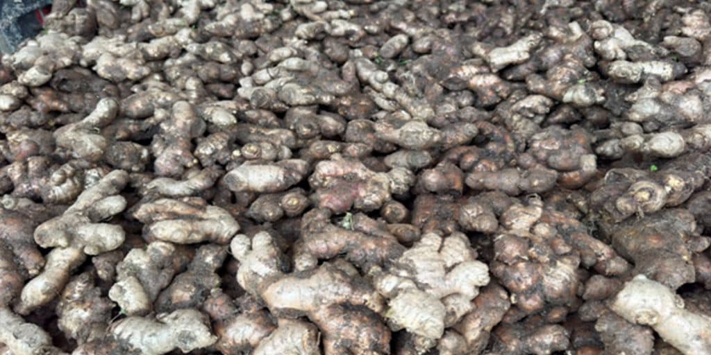 अदुवाको मूल्य पाउँदा इलामका किसान उत्साहित - Image 1