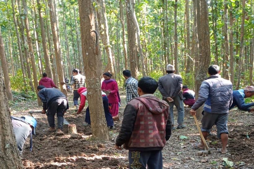 धनुषाको ६६ हेक्टरमा २० हजार वृक्षरोपण - Image 1